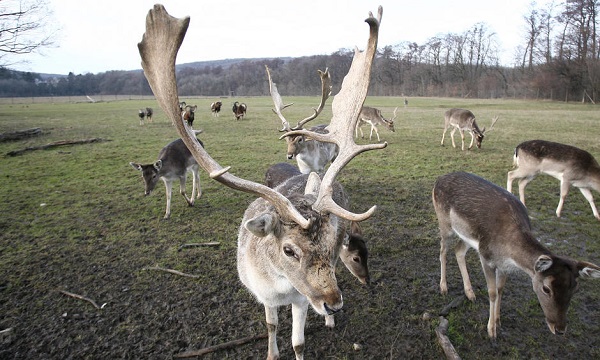 l.tiergarten