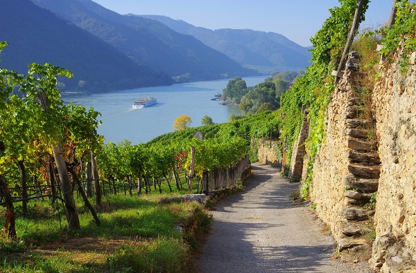 Wachau Weinberg - Wachau vineyard 15